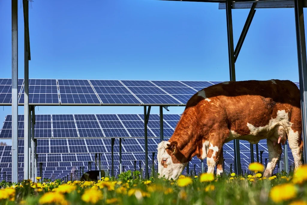 Unser Solarpark Ahornstraße: Eine Kuh ist auf einer Wiese vor den Solarpanels zu sehen